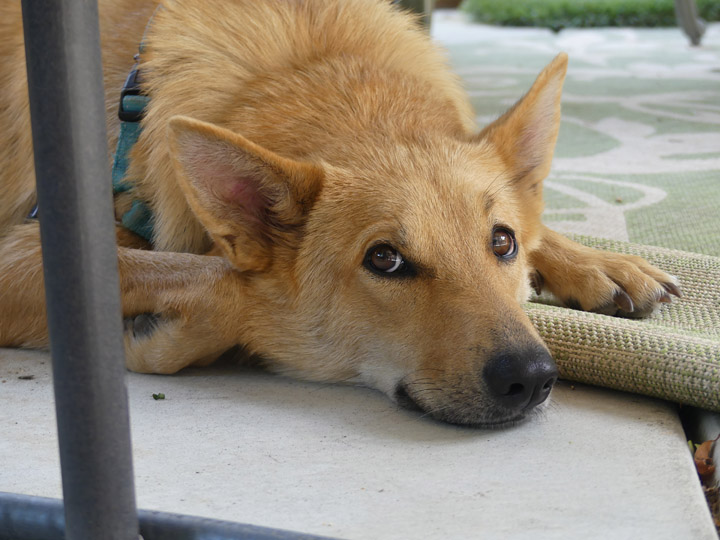 chinook dog